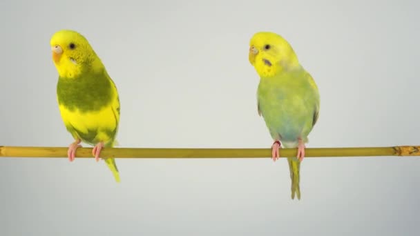 Vlnitý Papoušek Sedí Tyčce Bílém Pozadí — Stock video