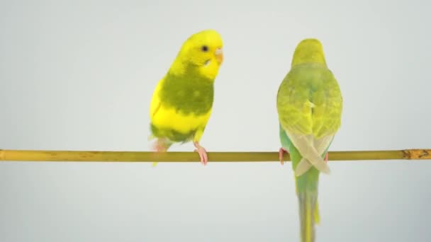 波状のオウムは白い背景に棒の上に座っている — ストック動画