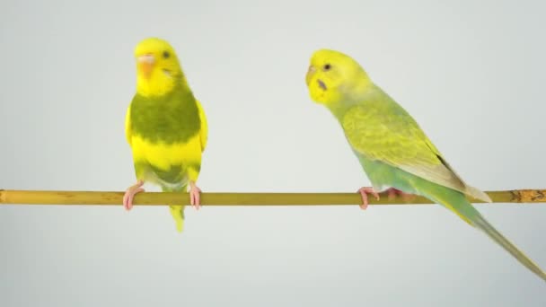Den Vågiga Papegojan Sitter Pinne Vit Bakgrund — Stockvideo