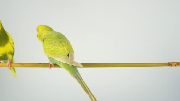 Dalgalı Papağan Beyaz Bir Arka Plan Üzerinde Bir Sopa Üzerinde — Stok video