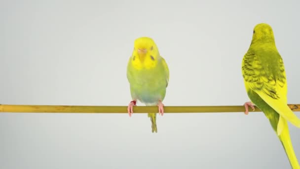 波浪状的鹦鹉坐在白色背景上的棍子上 — 图库视频影像