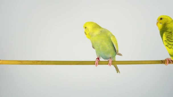 Hullámos Papagáj Egy Bottal Fehér Alapon — Stock videók
