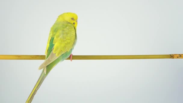 Papagaio Ondulado Senta Pau Fundo Branco — Vídeo de Stock