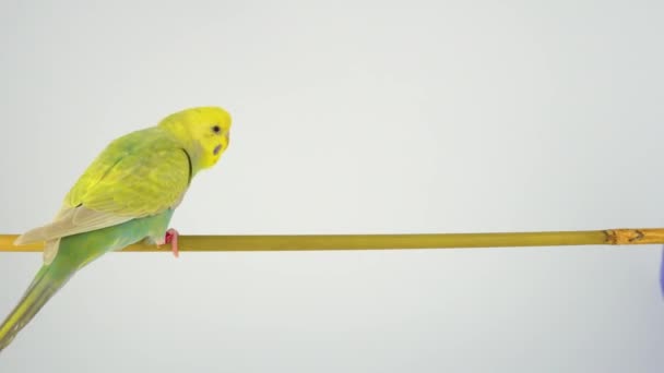 Loro Ondulado Sienta Palo Sobre Fondo Blanco — Vídeo de stock