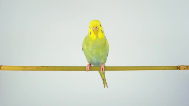 Golvende Papegaai Zit Een Stok Een Witte Achtergrond — Stockvideo