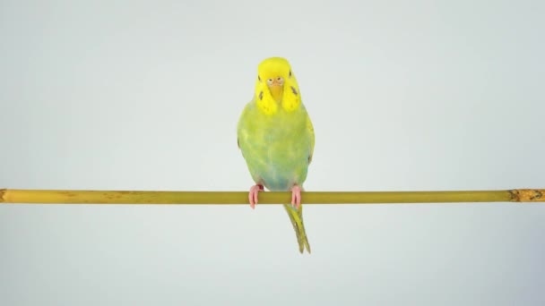 Loro Ondulado Sienta Palo Sobre Fondo Blanco — Vídeos de Stock