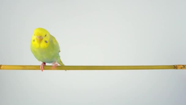 Den Vågiga Papegojan Sitter Pinne Vit Bakgrund — Stockvideo