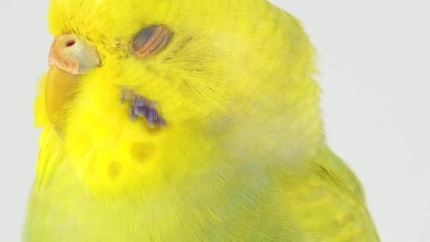 Wavy Parrot Sits Stick White Background — Stock Video