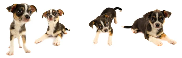 Chihuahua Yavru Köpek Koleksiyonu Beyaz Arka Planda Izole — Stok fotoğraf