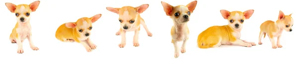 Chihuahua Yavru Köpek Küçük Koleksiyon Beyaz Arka Planda Izole Seti — Stok fotoğraf