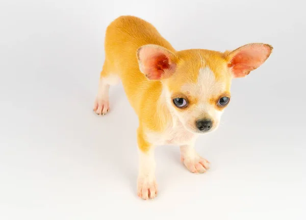 Chihuahua Welpe Kleiner Hund Isoliert Auf Weißem Hintergrund — Stockfoto