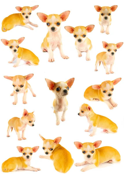 Chihuahua Chiot Chiot Petite Collection Ensemble Isolé Sur Fond Blanc — Photo