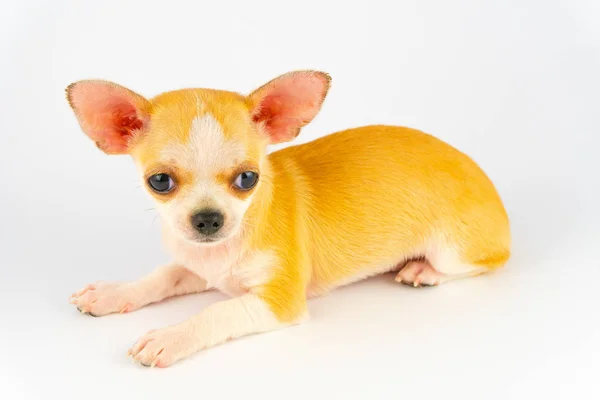 Chihuahua Filhote Cachorro Pouco Isolado Fundo Branco — Fotografia de Stock