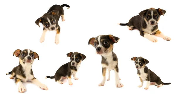 Colección Cachorros Chihuahua Aislados Sobre Fondo Blanco — Foto de Stock