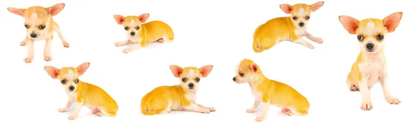 Chihuahua Valp Hund Liten Samling Som Isolerats Vit Bakgrund — Stockfoto