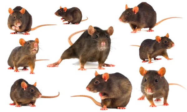 Rat Gray Collection Isolated White Background — Stock Photo, Image
