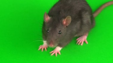 Yeşil ekran arka planda gri sıçan