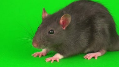 Yeşil ekran arka planda gri sıçan