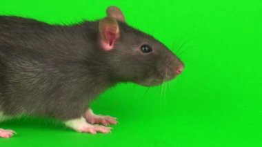 Yeşil ekran arka planda gri sıçan