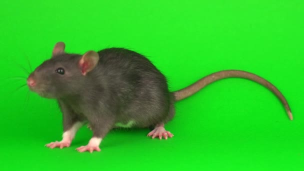 Rat Gris Sur Fond Écran Vert — Video