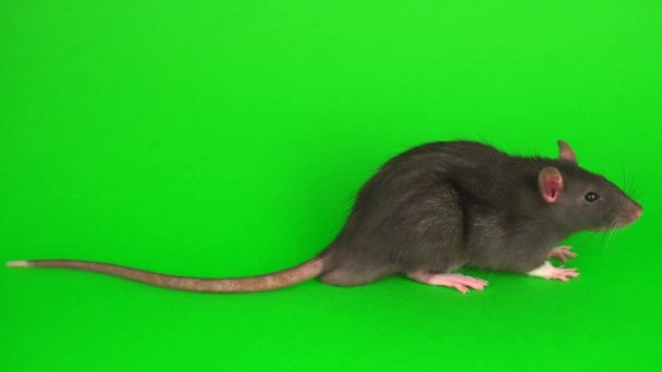 Rat Gris Sur Fond Écran Vert — Video