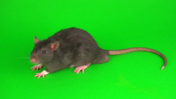 Gray Rat Green Screen Background — Stock Video