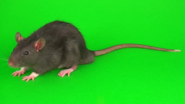 Rat Gris Sur Fond Écran Vert — Video