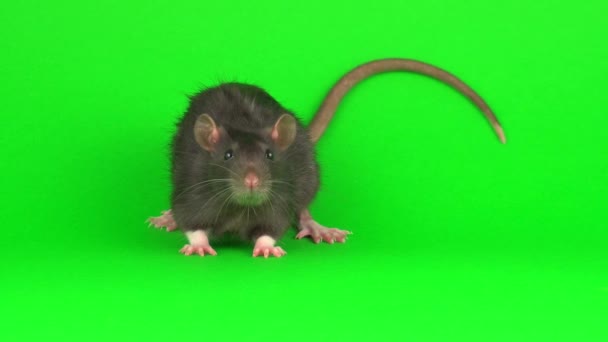 灰色大鼠在绿屏背景 — 图库视频影像