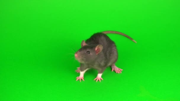 Rat Gris Sur Fond Écran Vert — Video