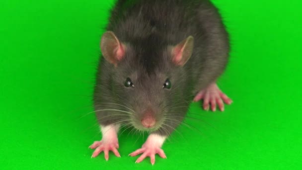 Yeşil Ekran Arka Planda Gri Sıçan — Stok video
