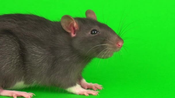 Ratto Grigio Sullo Sfondo Dello Schermo Verde — Video Stock