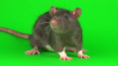 Yeşil ekran arka planda gri sıçan