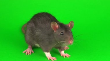 Yeşil ekran arka planda gri sıçan