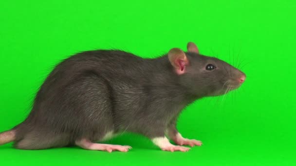 Yeşil Ekran Arka Planda Gri Sıçan — Stok video