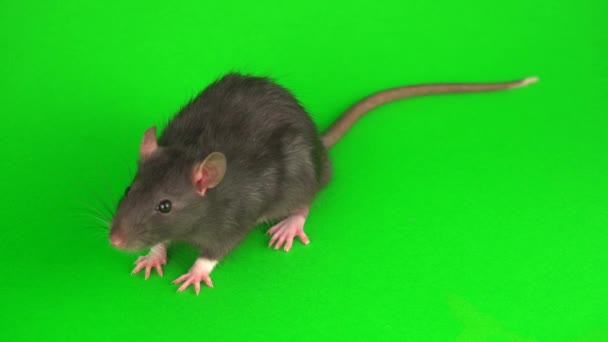 Rat Gris Sur Fond Écran Vert — Video