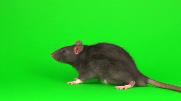 Ratto Grigio Sullo Sfondo Dello Schermo Verde — Video Stock