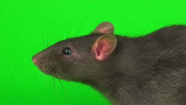 Gray Rat Green Screen Background — Stock Video