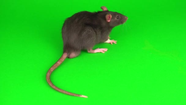 灰色大鼠在绿屏背景 — 图库视频影像