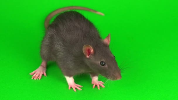 Ratto Grigio Sullo Sfondo Dello Schermo Verde — Video Stock