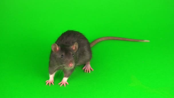 Rat Gris Sur Fond Écran Vert — Video