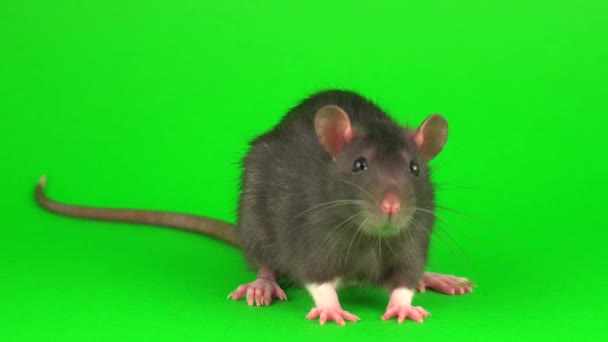 Ratto Grigio Sullo Sfondo Dello Schermo Verde — Video Stock