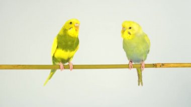 Beyaz bir arka plan üzerinde bir sopa üzerinde iki dalgalı papağan