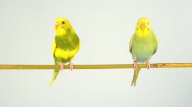 Beyaz bir arka plan üzerinde bir sopa üzerinde iki dalgalı papağan