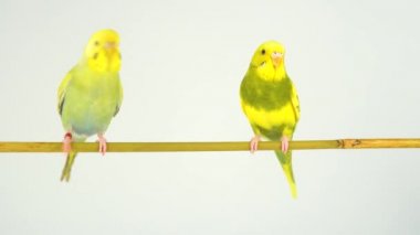 Beyaz bir arka plan üzerinde bir sopa üzerinde iki dalgalı papağan