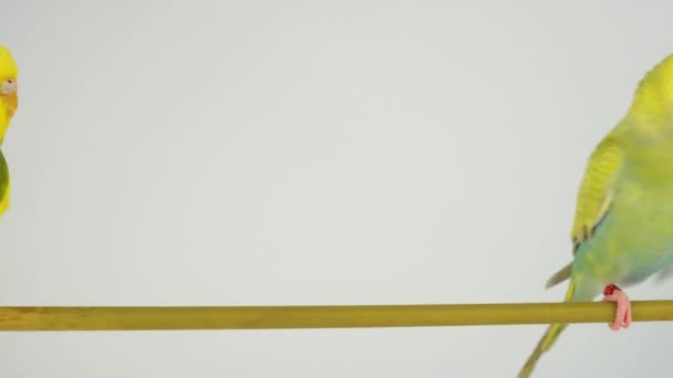 Deux perroquets ondulés sur un bâton sur fond blanc 