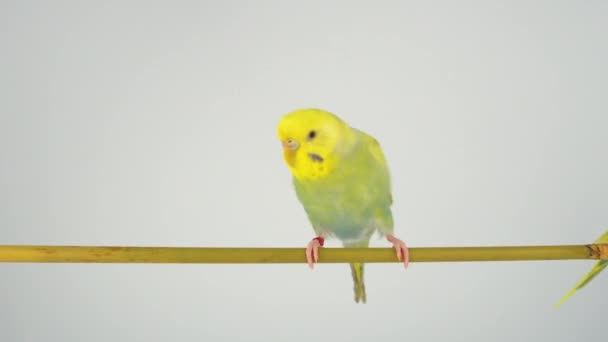 Zwei Wellige Papageien Auf Einem Stock Auf Weißem Hintergrund — Stockvideo