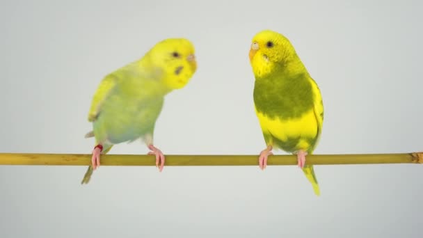 Två Vågiga Papegojor Pinne Vit Bakgrund — Stockvideo