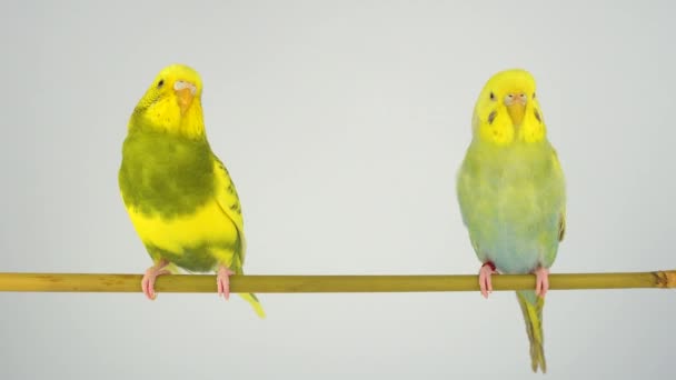 Two Wavy Parrots Stick White Background — Stock Video