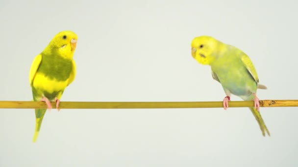 Két Hullámos Papagájok Egy Bottal Fehér Alapon — Stock videók