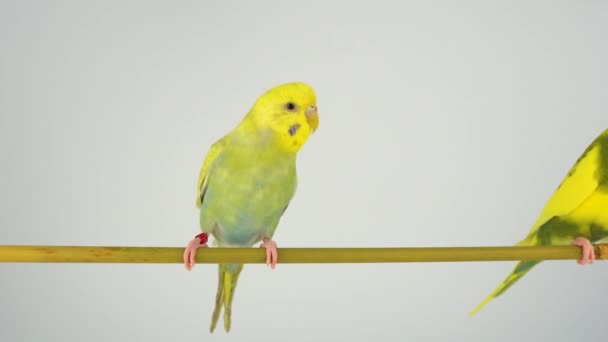 Δύο Κυματιστά Παπαγάλους Ένα Ραβδί Λευκό Φόντο — Αρχείο Βίντεο